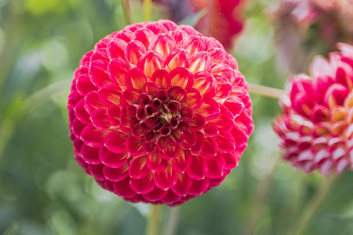 Daalia 'Jowey Joshua'